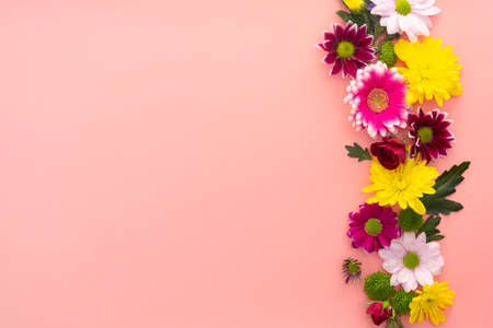 Colorful flower composition on pink background. Pink and white Chrysanthemum.の写真素材