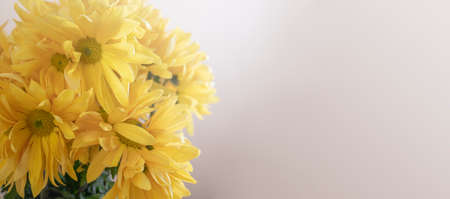 Yellow chrysanthemum flowerabstract banner, stil life floral background with copy space for textの写真素材
