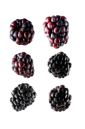 Fresh blackberries set, isolated on white backgroundの写真素材