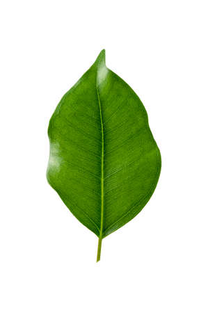 Green leaf isolated on white. Ficus leaf mock up levitating.