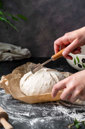 Cooking sourdough bread at home. Female hand cutting freshly risen bread dough witha lame, getting...
