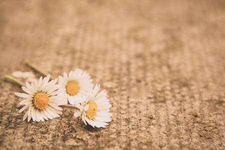 Vintage image with chamomile flowers, abstract background with copy space for textの写真素材