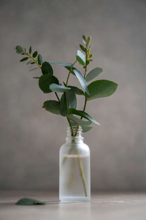 Natural eucalyptus plant twigs in glass vase bottle. Home interior flowers, minimalist stillife concept with natural lightの写真素材
