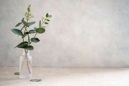 Natural eucalyptus plant twigs in glass vase bottle. Home interior flowers, minimalist stillife concept with natural lightの写真素材