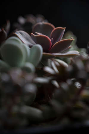 Different succulents indoor plants top view, dark moody selective focus wall art printsの写真素材