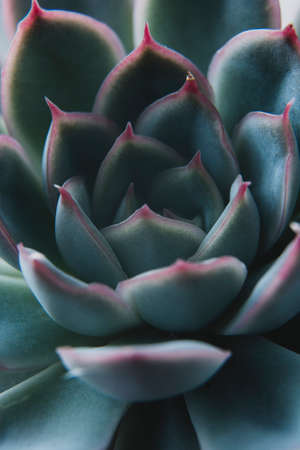 Echeveria elegans succulent flower head. Abstract, beautiful blue succulent indoor plant. Greeting...