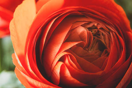 Ranunculus orange flowers abstract floral background, selective focus. Macro moody flower photoの写真素材