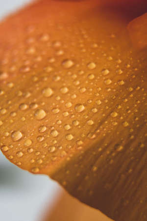Water drops on Ranunculus petals. Orange flower abstract floral background, selective focus. Macro flower photosの写真素材