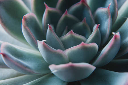 Echeveria elegans succulent flower head. Abstract, beautiful blue succulent indoor plant. Greeting...
