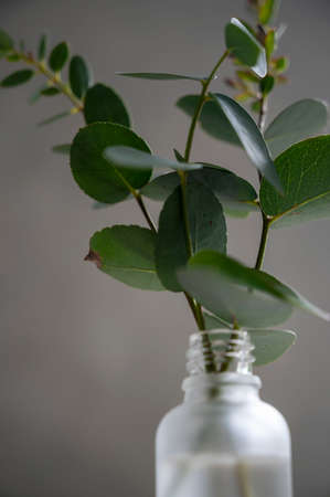 Natural eucalyptus plant twigs in glass vase bottle. Home interior flowers, minimalist stillife concept with natural lightの写真素材