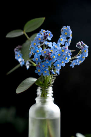 Little blue Forget me not spring flowers in glass vase bottle, black moody backgroundの写真素材