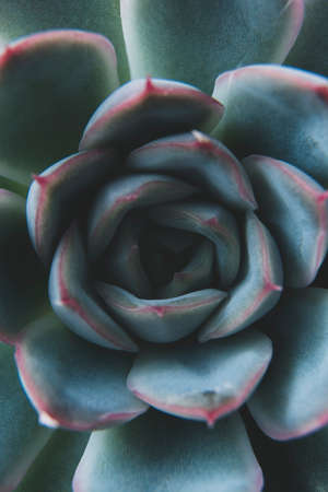 Echeveria elegans succulent flower head. Abstract, beautiful blue succulent indoor plant. Greeting card templatesの写真素材