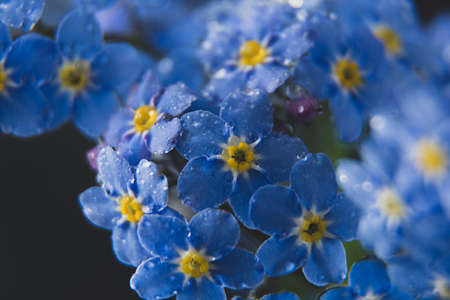 Little blue flowers Forget me not spring bouquet on dark background. Abstract floral backgrounds