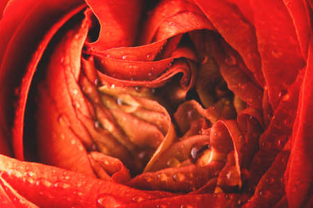 Macro Ranunculus orange flower, abstract floral background, selective focus
