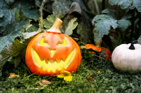 Halloween decorative pumpkin, dark and moody style backgroundの写真素材