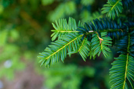 Fir tree brunch close up background. Fluffy fir tree brunch close up. Copy space for text