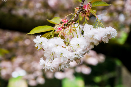 Double-flowered cherry blossoms yaezakura, Japanese cherry trees in bloom, Spring timeの写真素材