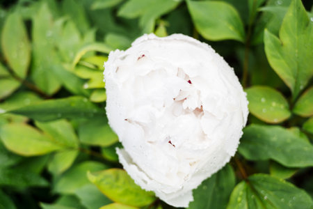White peony in the garden, rare decorative flowerの写真素材