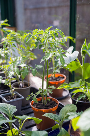 Tomato seedlings, grown from seeds in pot. Baby plants seedling in green house.の写真素材