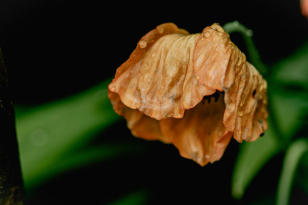 Orange poppy flower in garden copy spaceの写真素材