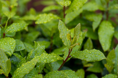 Fresh leaves with water dropsの写真素材