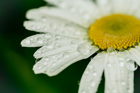 White daisy flower with rain drops, macro floral backgroundの写真素材
