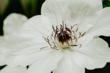 Macro white clematis flower. Closeup blooming abstract moody backgroundの写真素材
