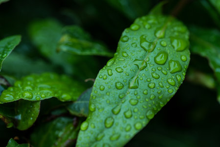 Green leaves after rain, dark moody green backgroundの写真素材