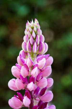Pink lupine flowers in the garden, abstract floral backgroundの写真素材