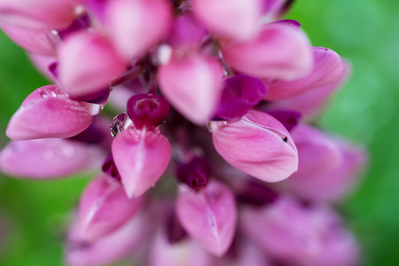Pink lupine flowers in the garden, abstract floral backgroundの写真素材