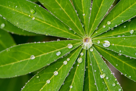 Lupine flowers leaves with rain drops macro photographyの写真素材