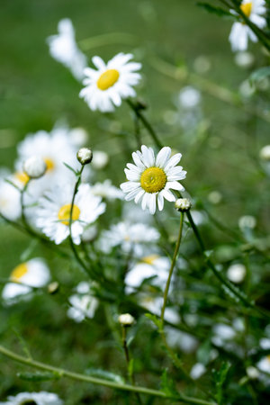 White daisy flowers with in the garden, spring timeの写真素材