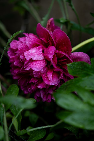 Beautiful red peony flower with rain drops, spring flower gardenの写真素材