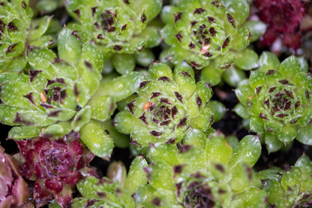 Succulent plants flowers with rain water dropsの写真素材