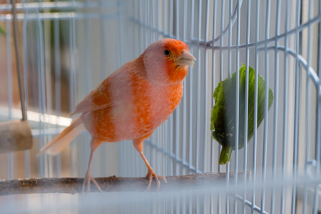 Close-up orange canaries inside a cage, pet bird conceptの写真素材