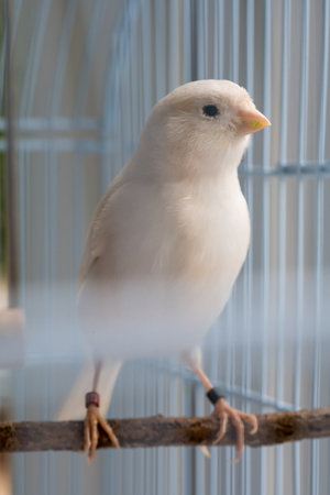 Close-up white canaries inside a cage, pet bird conceptの写真素材