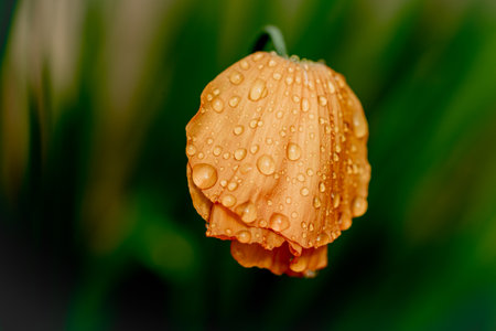 Orange poppy flower with rain water drops in garden spring timeの写真素材