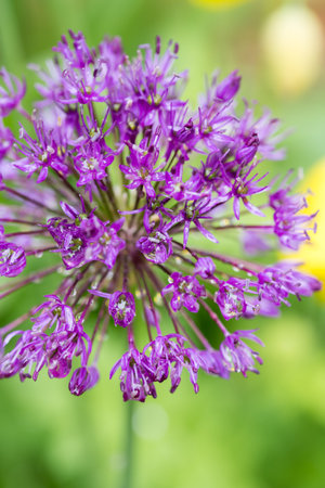Closeup purple Allium flower in spring gardenの写真素材