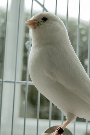 Close-up white canaries inside a cage, pet bird conceptの写真素材