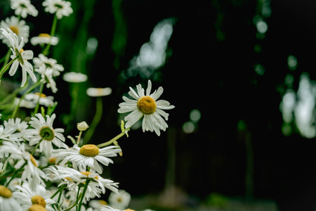Chamomile daisy flowers closeup in the wind. Herbal flower, medicinal and cosmetic purposesの写真素材