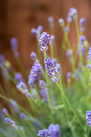 Lavender blooming flowers, summer violet background.の写真素材