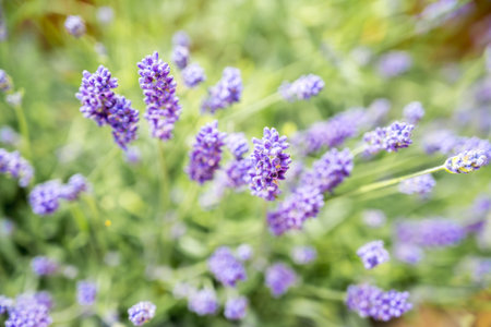 Lavender blooming flowers, summer violet background.の写真素材