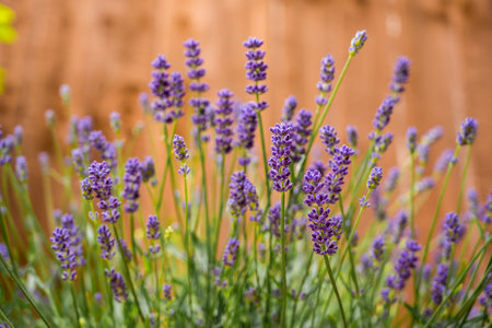 Lavender blooming flowers, summer violet background.の写真素材
