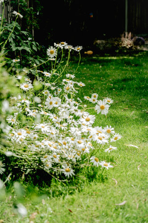 Chamomile daisy flowers closeup in the wind. Herbal flower, medicinal and cosmetic purposesの写真素材