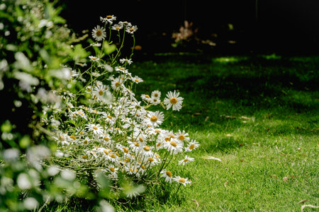 Chamomile daisy flowers closeup in the wind. Herbal flower, medicinal and cosmetic purposesの写真素材