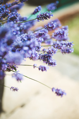English Lavender growing in the pot, summer garden. Abstract floral backgroundの写真素材