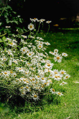 Chamomile daisy flowers closeup in the wind. Herbal flower, medicinal and cosmetic purposesの写真素材