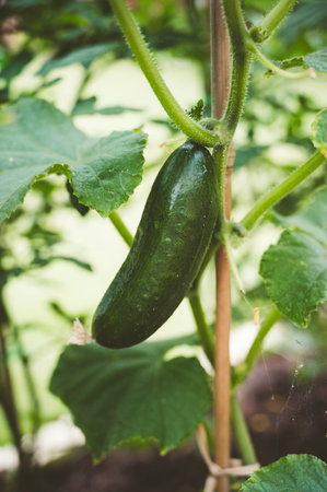 Growing cucumber on the shrub in the garden, summer vegetable gardenの写真素材