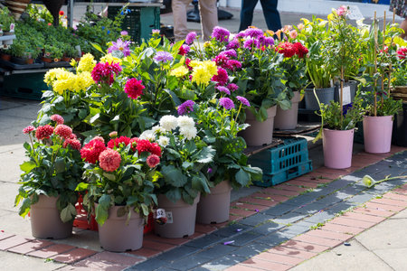 Colorful Dahlia flowers in pots, for sale, outdoor floral marketの写真素材