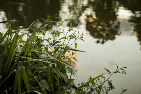 Peaceful lake scenic view, green plant bush at the lake. Copy spaceの写真素材